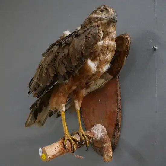 taxidermy harrier hawk on wooden wall mount - some borer holes in wood, age wear to bird H440